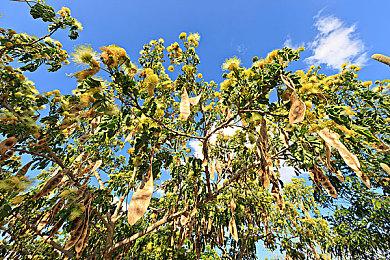 V社员工称日本PC市场规模大 SteamDeck能大卖